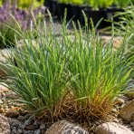 Ostrevka dlhosteblová (Sesleria heufleriana) ‘BLUE PORCUPINE’® - kont. P9/P11